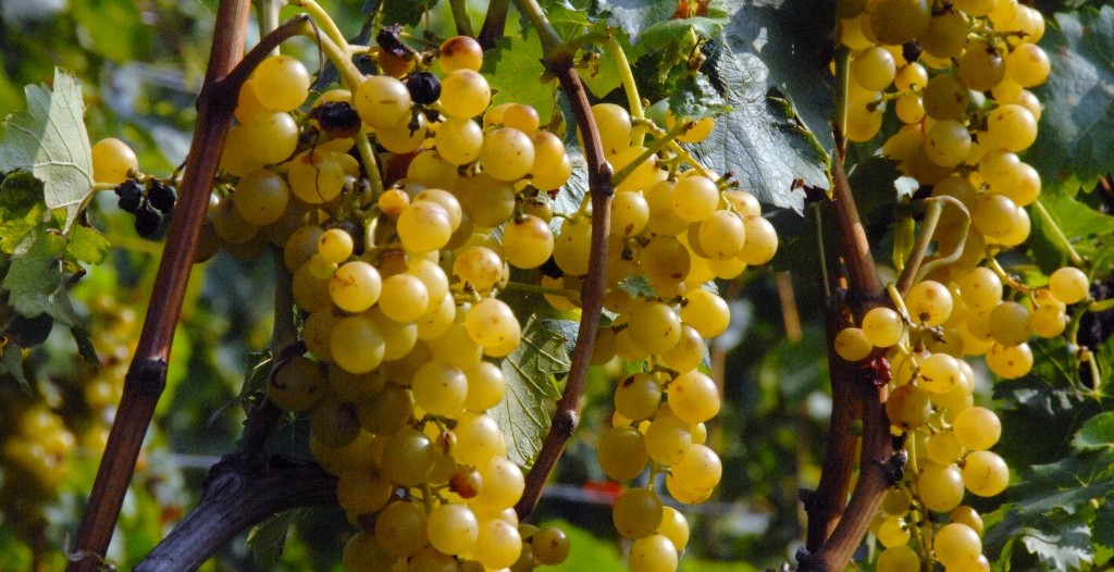 Wine Studies Degree Programs