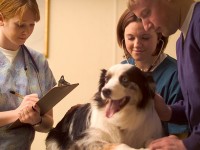 Vet Tech Helping a Patient